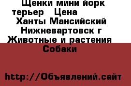 Щенки мини йорк терьер › Цена ­ 15 000 - Ханты-Мансийский, Нижневартовск г. Животные и растения » Собаки   